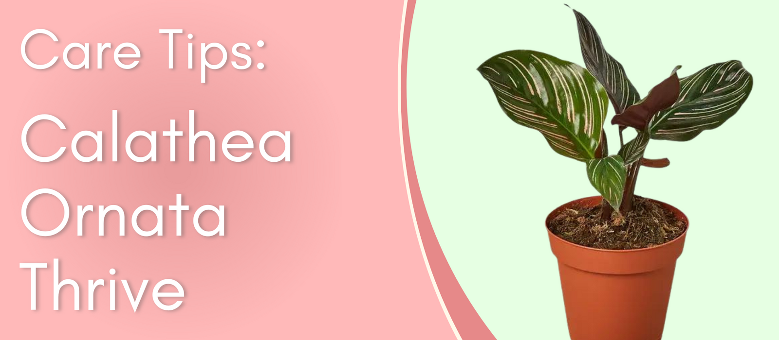 Plant Care Tips: Calathea Ornata