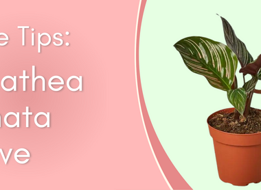 Plant Care Tips: Calathea Ornata