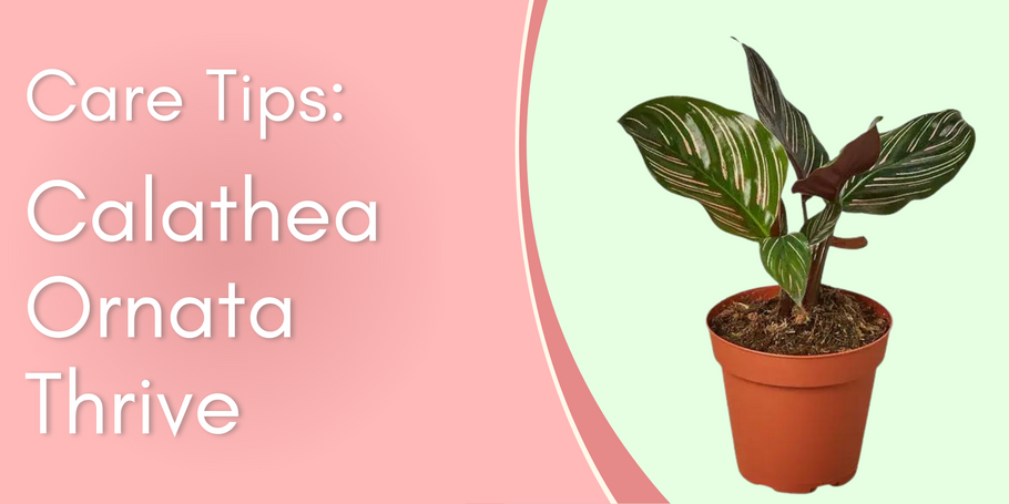 Plant Care Tips: Calathea Ornata