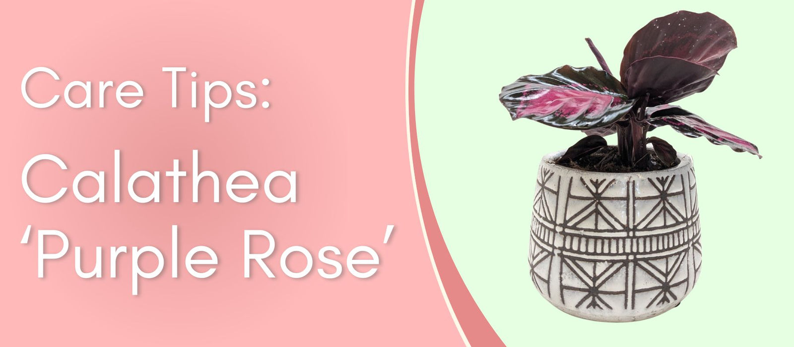 Plant Care Tips: Calathea "Purple Rose"