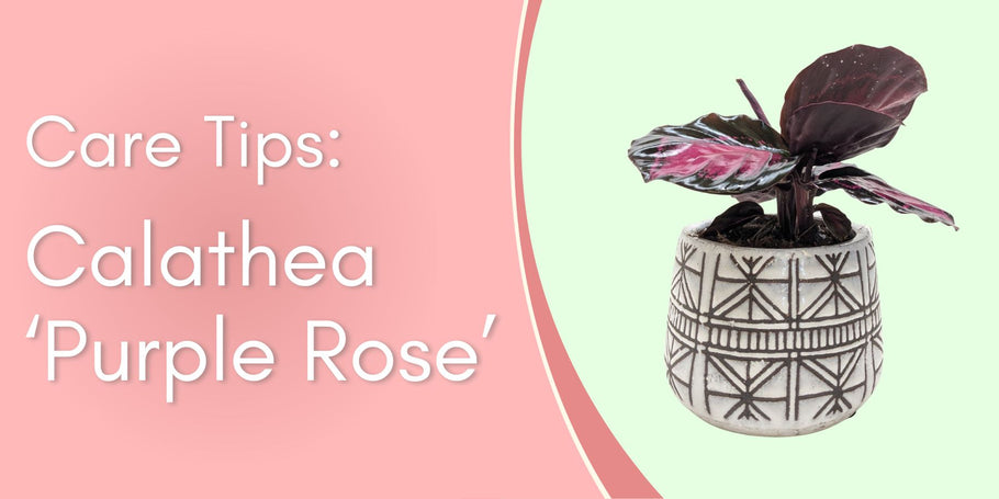 Plant Care Tips: Calathea "Purple Rose"