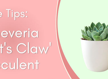 Plant Care Tips: Echeveria 'Cat's Claw' Succulent