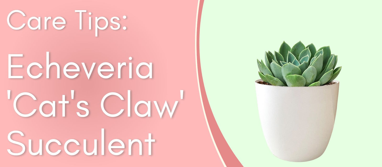 Plant Care Tips: Echeveria 'Cat's Claw' Succulent