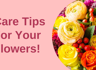 Care Tips For Your Flowers!