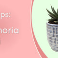 Succulent Care Tips: Hawthoria "Miami"