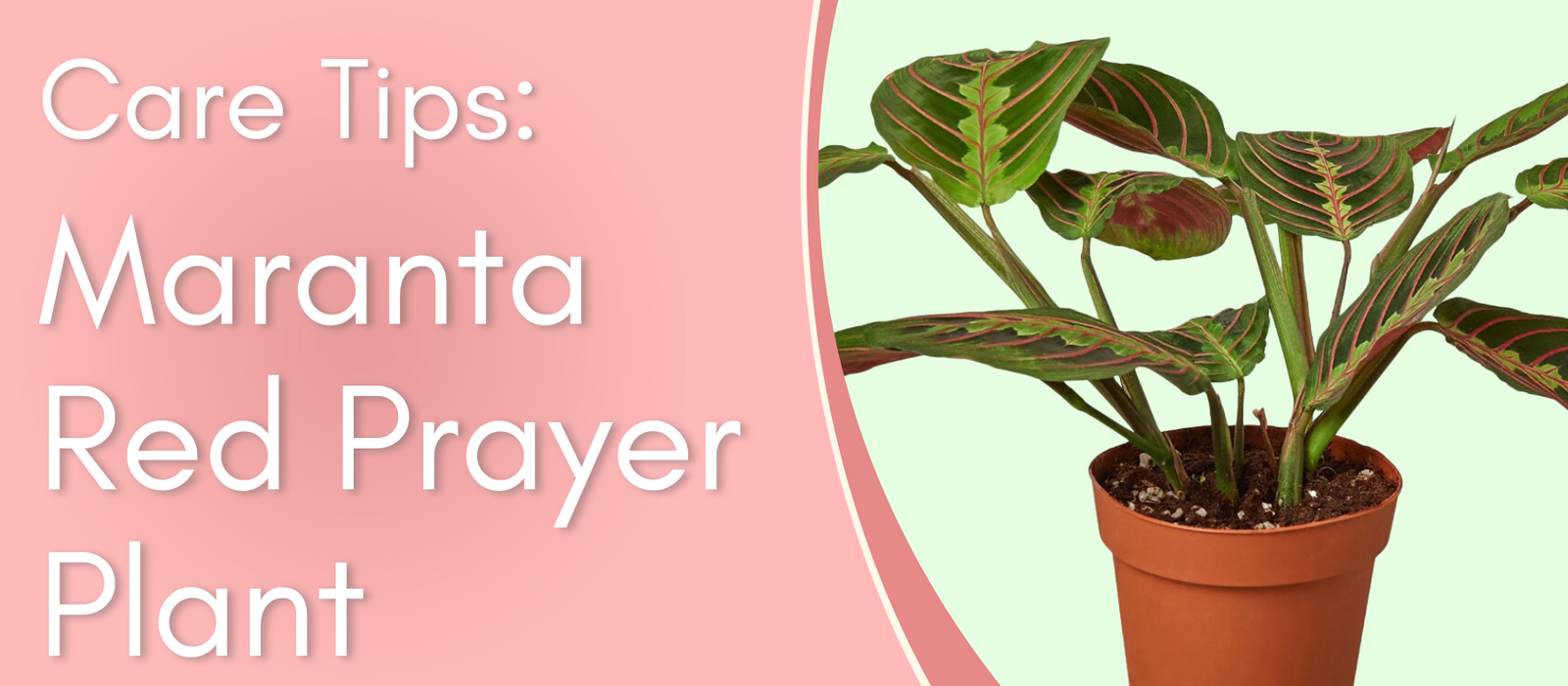 Maranta Red Care Tips!