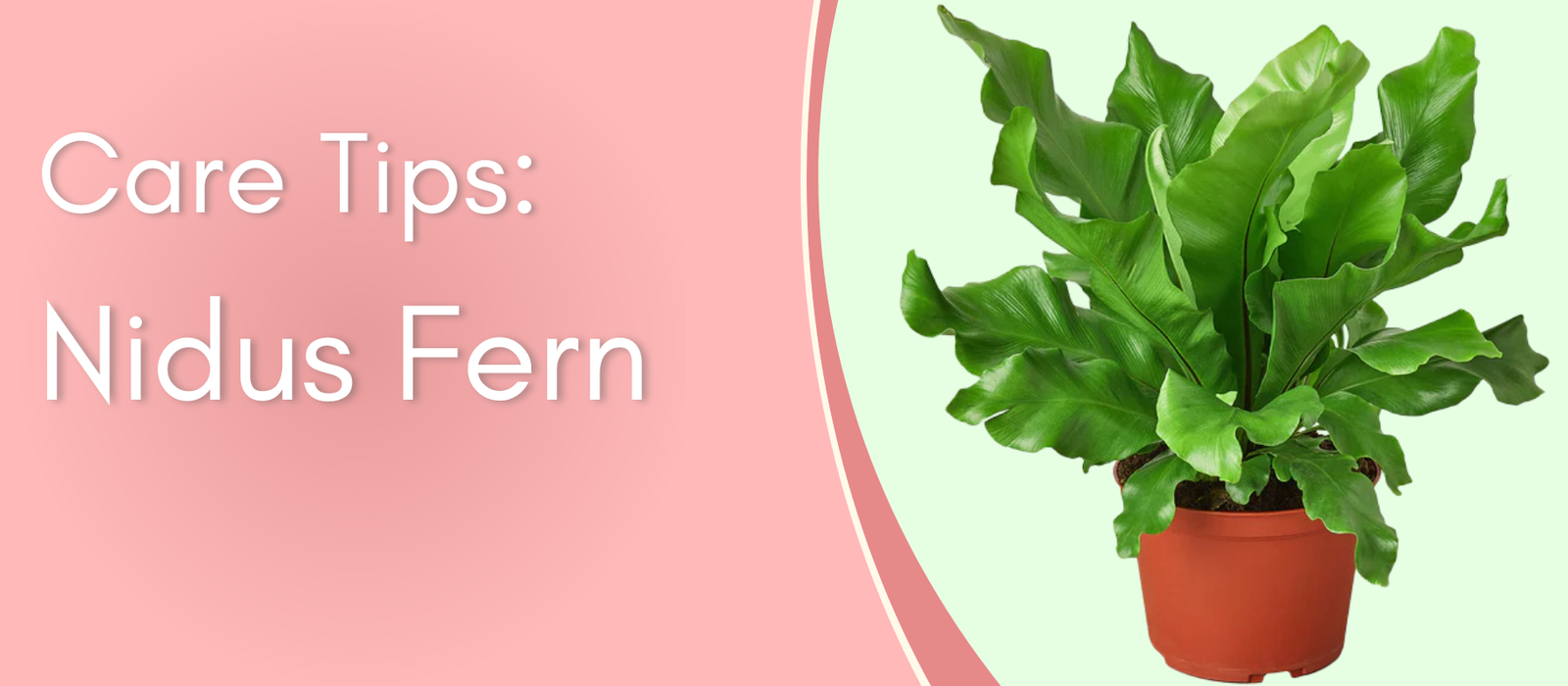 Plant Care Tips: Bird’s Nest ‘Nidus’ Fern