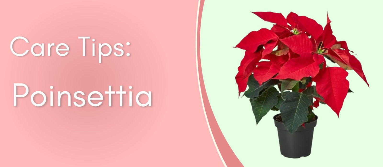 Poinsettia Care Tips: Keep Your Holiday Plant Thriving