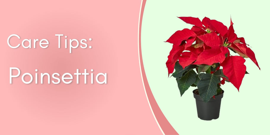 Poinsettia Care Tips: Keep Your Holiday Plant Thriving