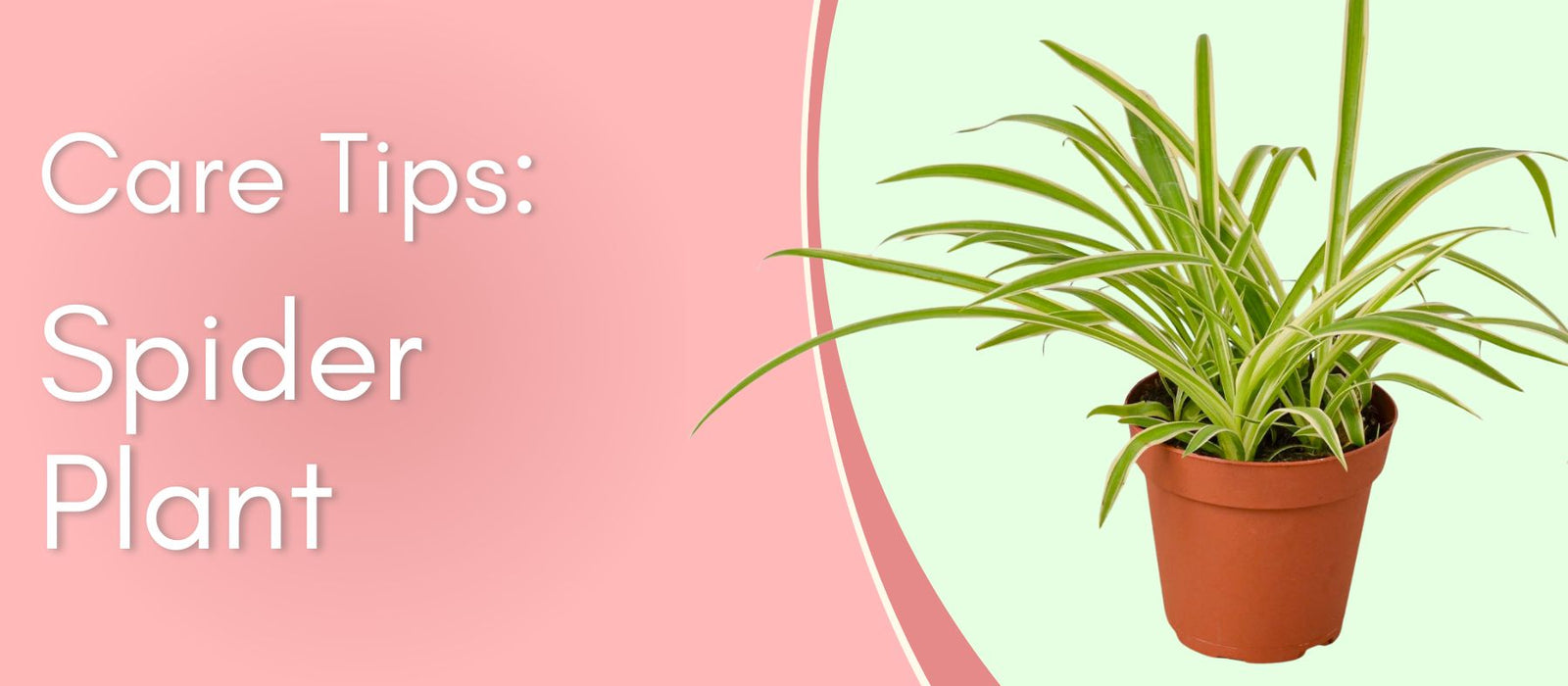 Plant Care Tips: Spider Plant
