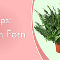 Care Tips for Your Plants: Boston Fern