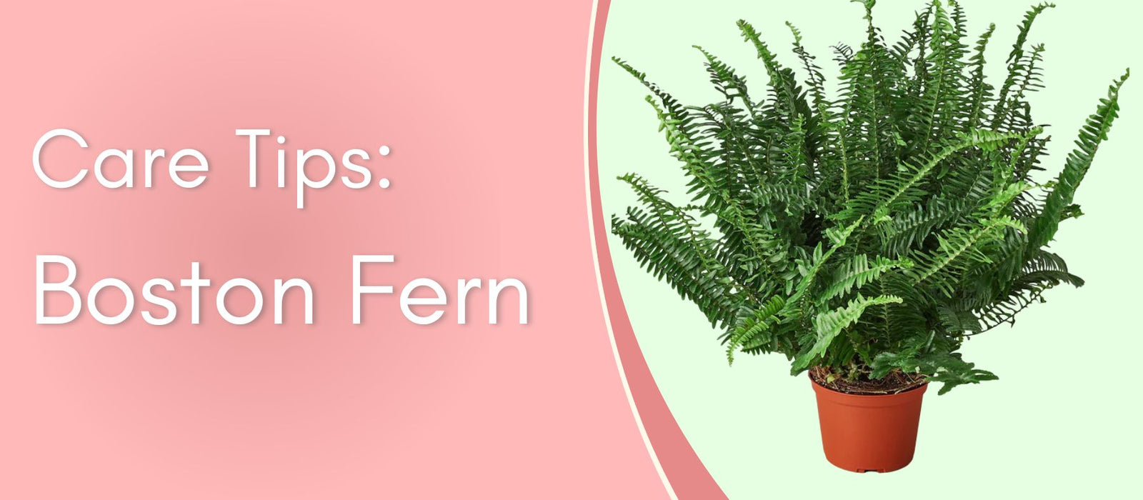 Care Tips for Your Plants: Boston Fern