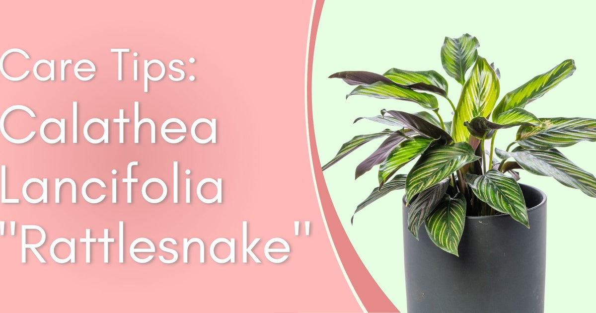 dracaena draco kaufen Dracaena draco: The Majestic Dragon Tree for Your Landscape – Bonte Farm main image 1