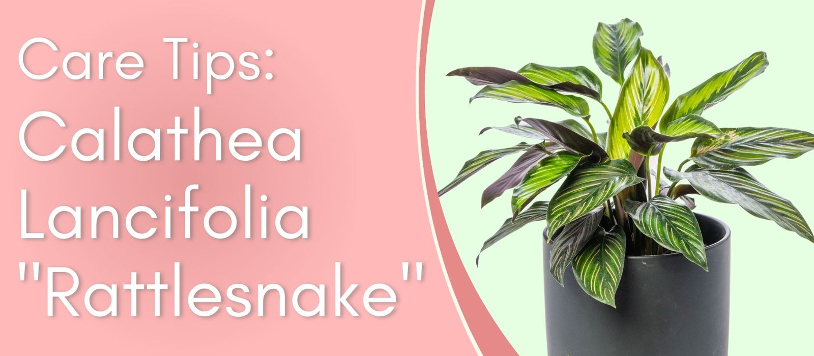 Calathea Lancifolia "Rattlesnake" Plant Care Tips!