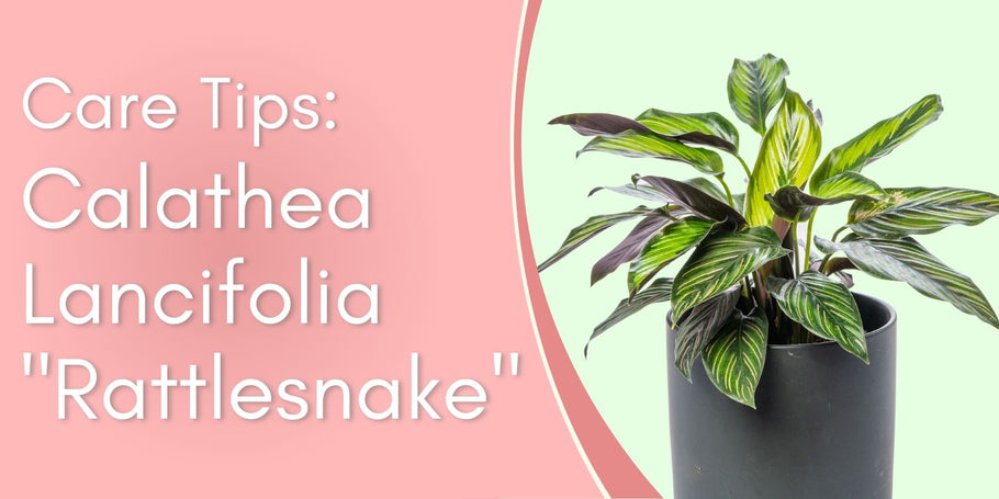 Calathea Lancifolia "Rattlesnake" Plant Care Tips!