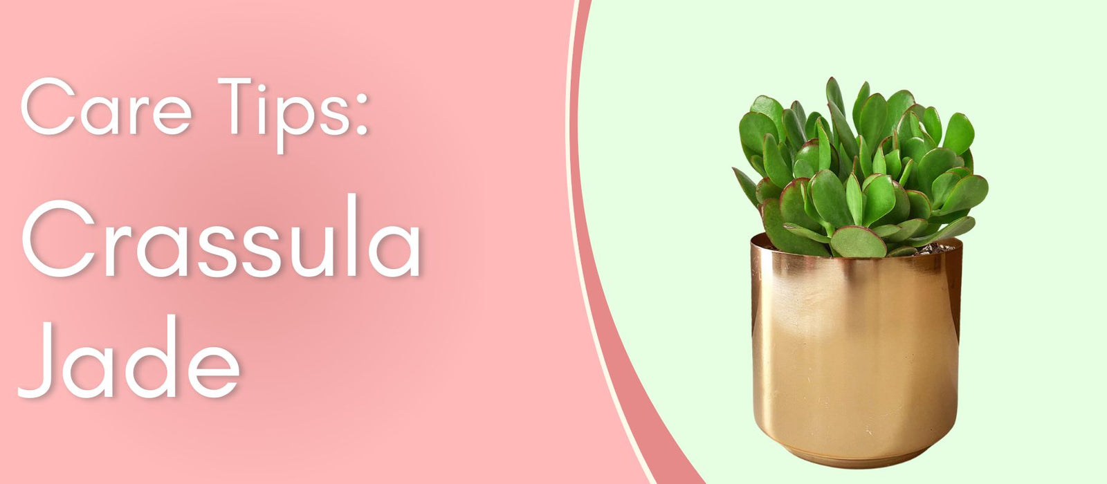 Plant Care Tips: Crassula Jade
