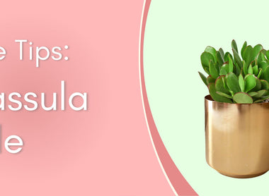 Plant Care Tips: Crassula Jade