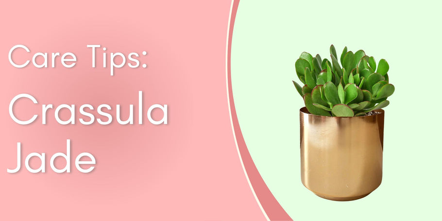 Plant Care Tips: Crassula Jade