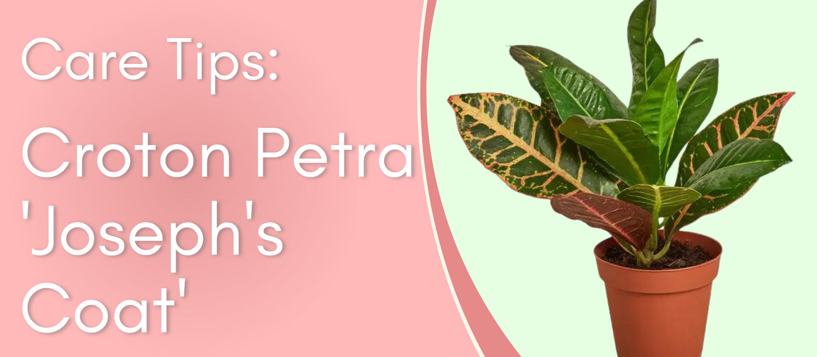 Plant Care Tips: Croton Petra