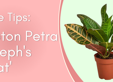 Plant Care Tips: Croton Petra