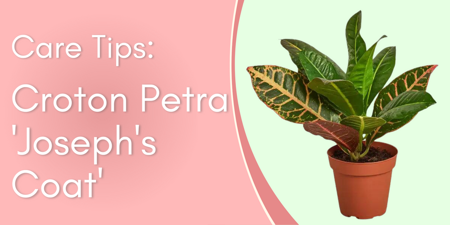Plant Care Tips: Croton Petra