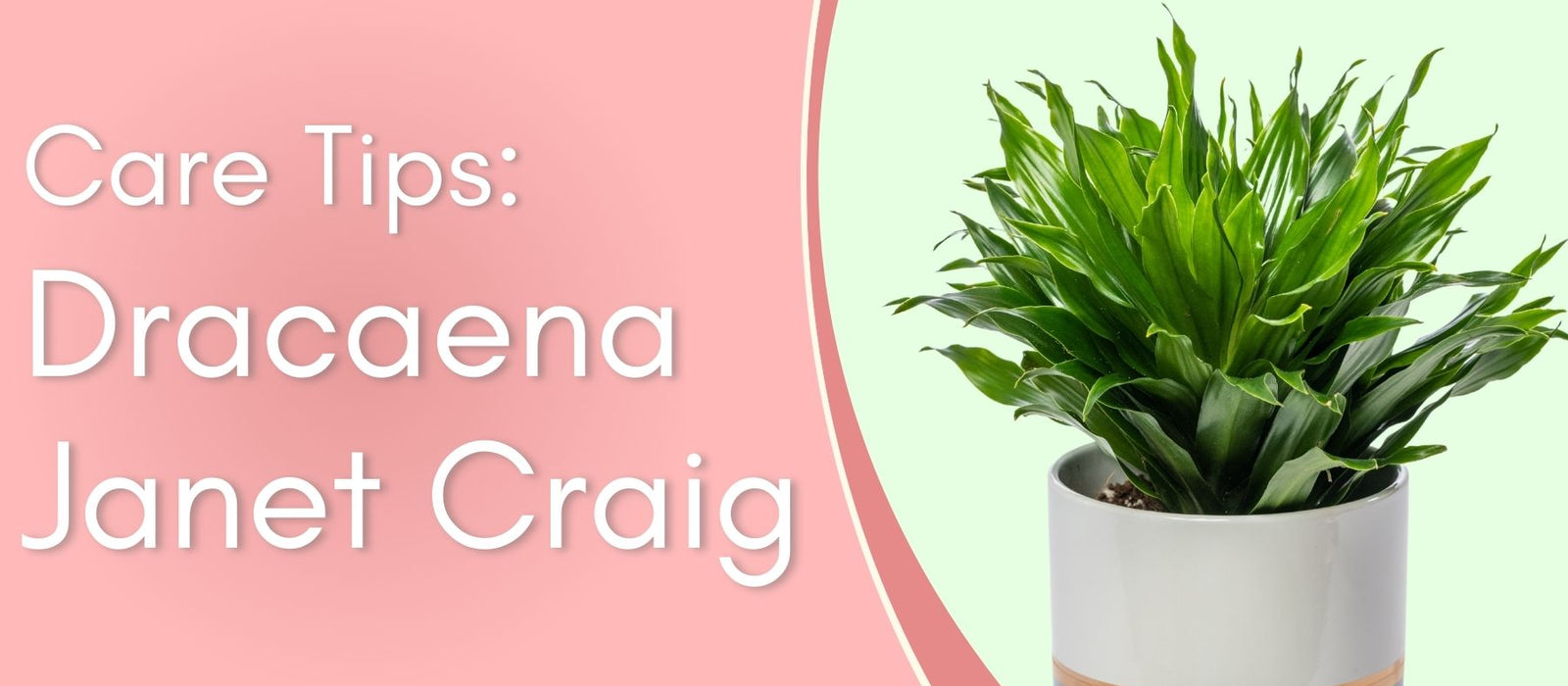 Dracaena Janet Craig Care Tips!