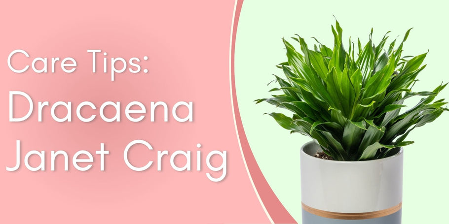 Dracaena Janet Craig Care Tips!