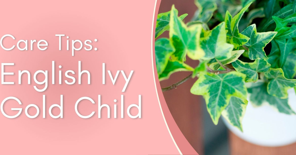 English Ivy Gold Child Care Tips! written by ReVased