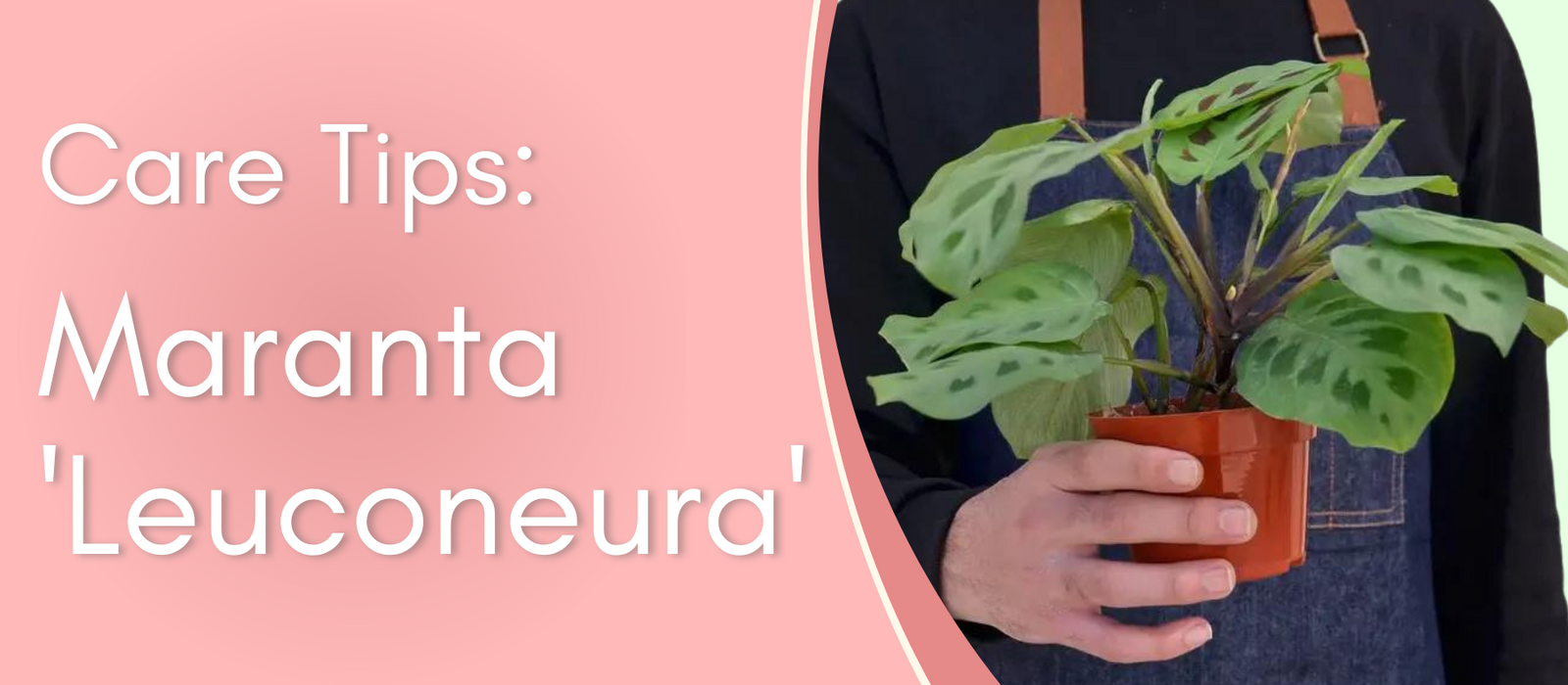 Plant Care Tips: Maranta 'Leuconeura'