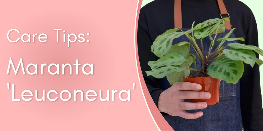 Plant Care Tips: Maranta 'Leuconeura'