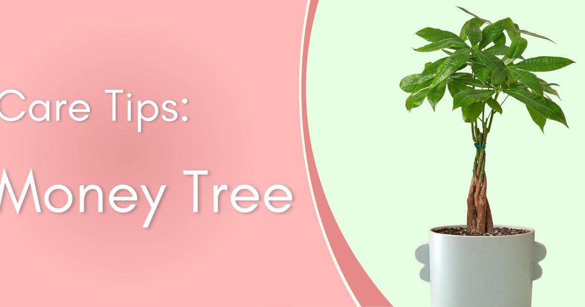Plant Care Tips: Money Tree written by ReVased
