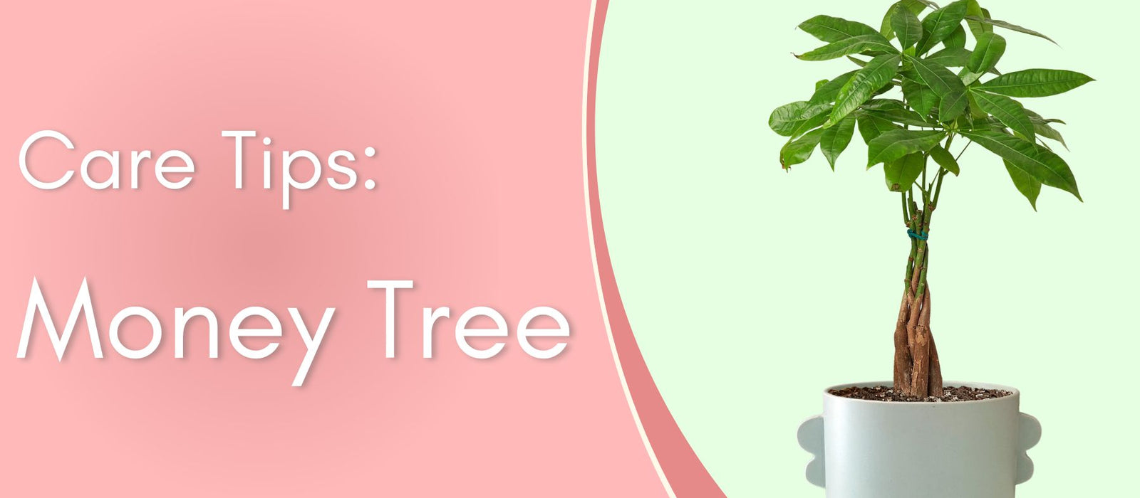 Money Tree 'Guiana Chestnut' (Pachira aquatica) is an enchanting and unique houseplant that is believed to bring good luck and prosperity to its owners.