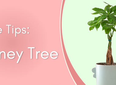 Plant Care Tips: Money Tree