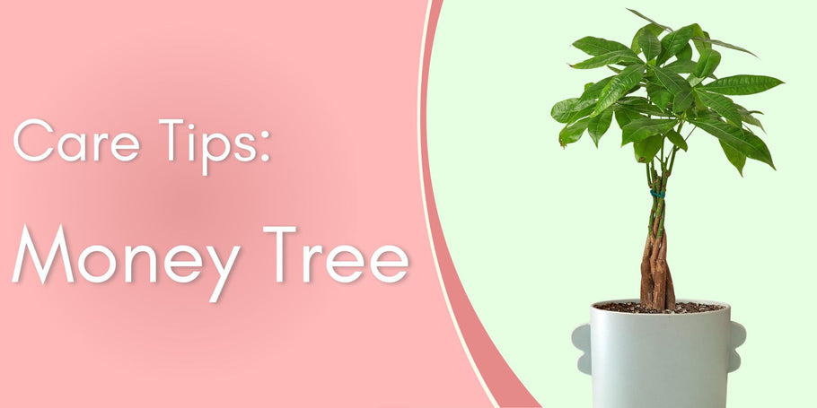 Plant Care Tips: Money Tree