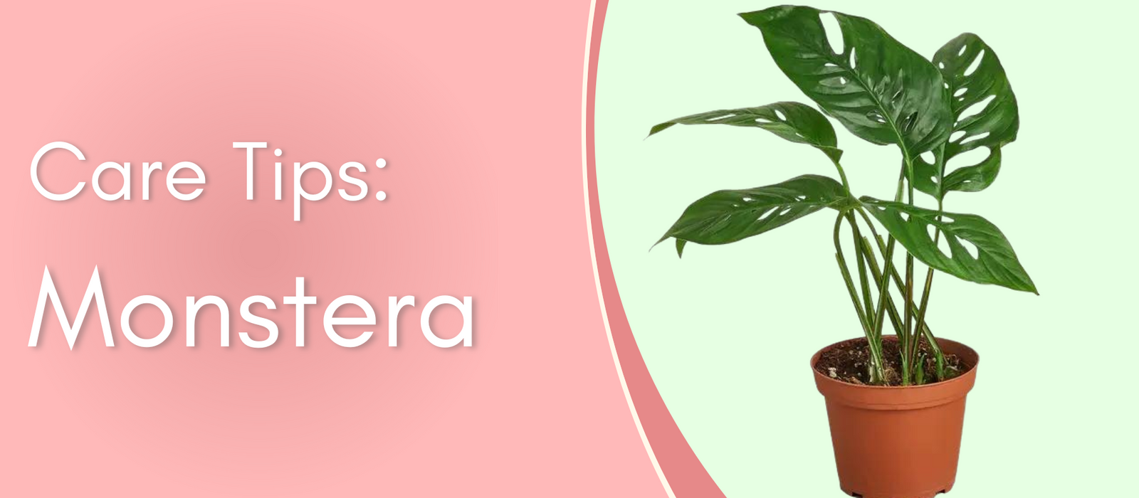 Plant Care Tips: Monstera Delicosa