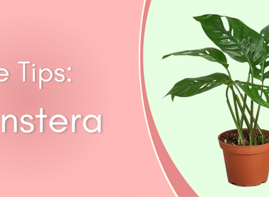 Plant Care Tips: Monstera Delicosa