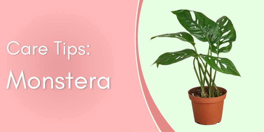 Plant Care Tips: Monstera Delicosa