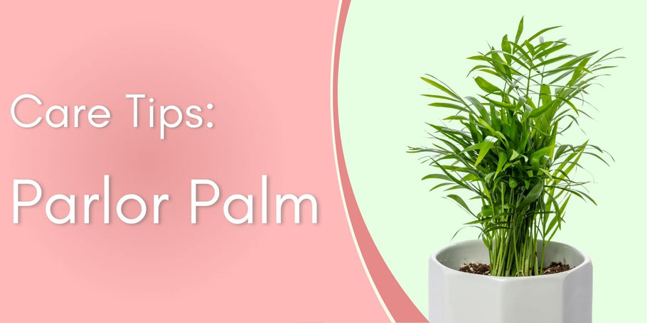 Parlor Palm Care Tips!