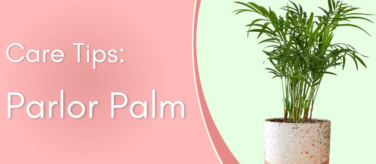 Plant Spotlight: Parlor Palm