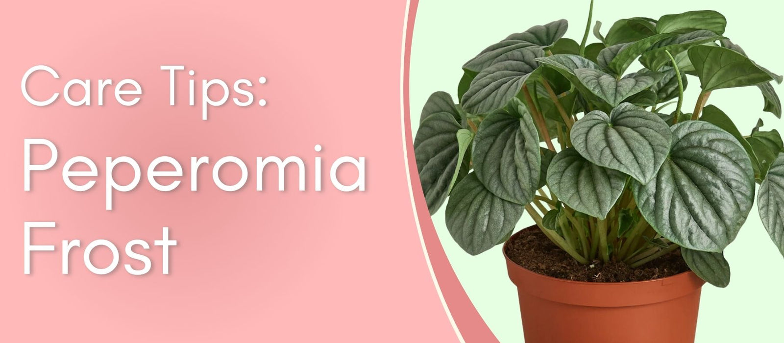 Peperomia Frost Care Tips!