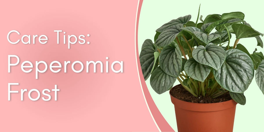 Peperomia Frost Care Tips!