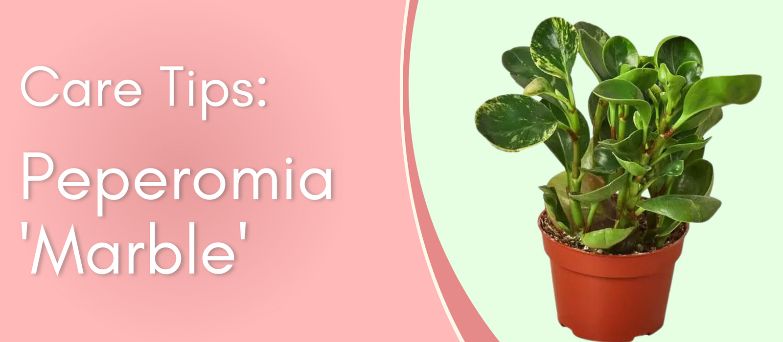  Plant Care Tips: Peperomia Marble