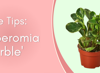Plant Care Tips: Peperomia Marble