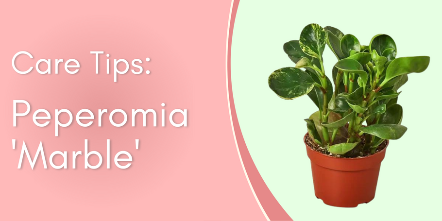 Plant Care Tips: Peperomia Marble
