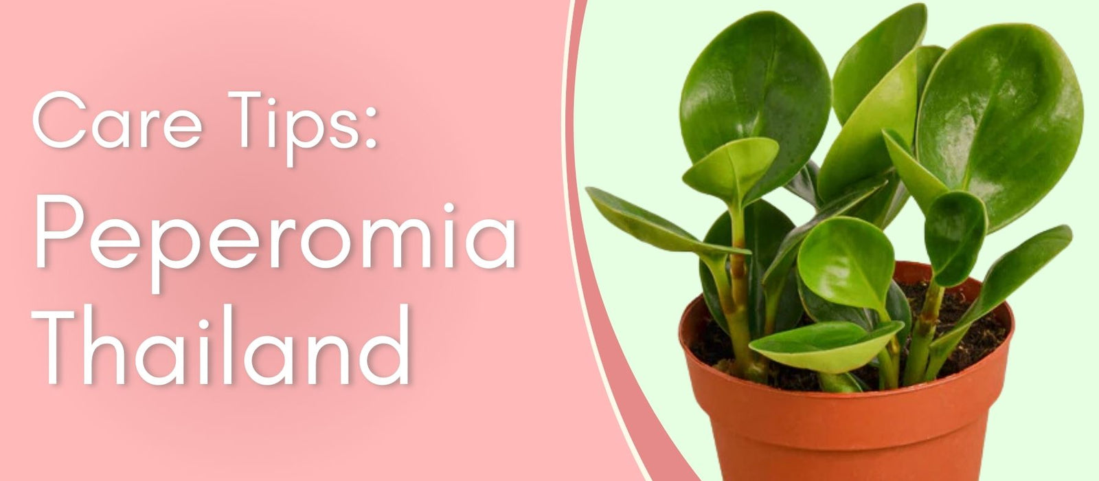 Peperomia Thailand Care Tips!