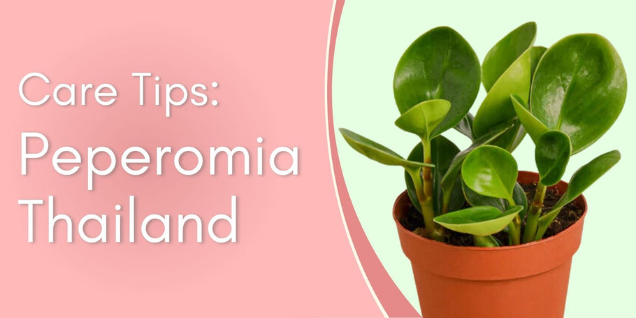 Peperomia Thailand Care Tips!
