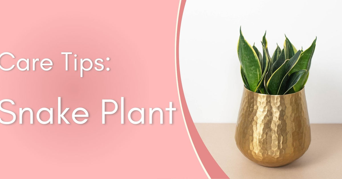 Snake Plants Care Tips! written by ReVased