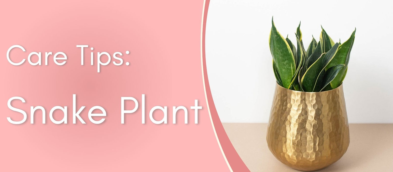 Snake Plants Care Tips!