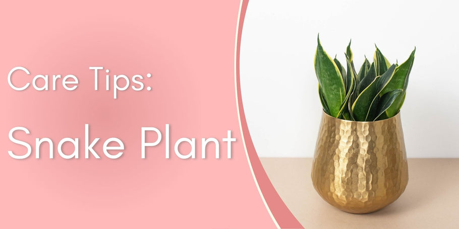 Snake Plants Care Tips!