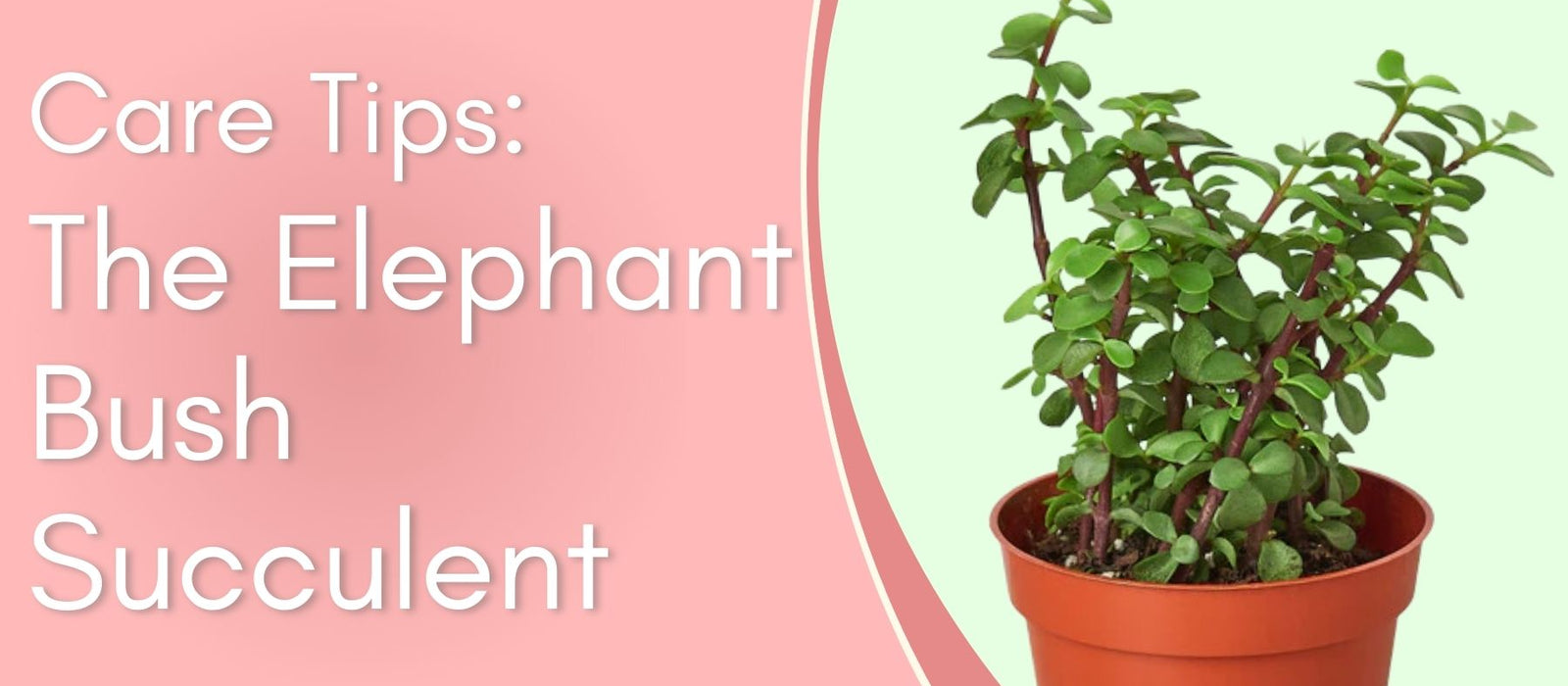 The Elephant Bush Succulent Care Tips!